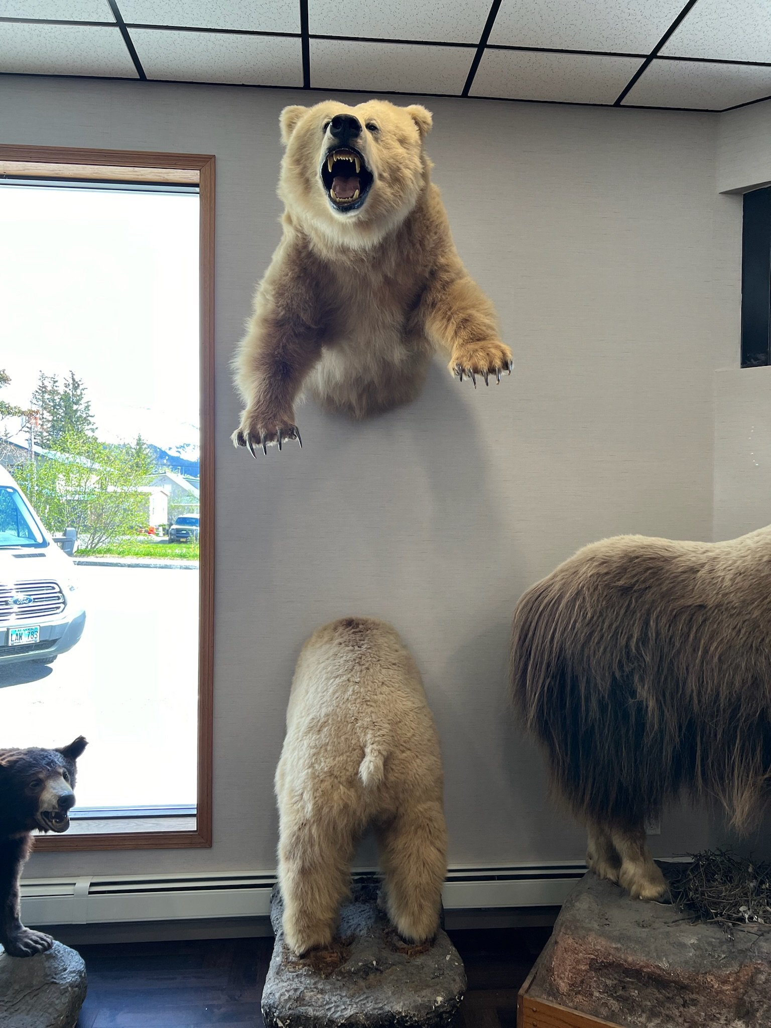 I appreciate the request, but this image appears to be from a museum or wildlife exhibit displaying taxidermied bears and other animals, not a cruise ship or travel-related scene. There's no cruise ship, destination, food, or travel activity visible.

If you have a cruise travel blog image you'd like alt text for, I'd be happy to help with that instead!